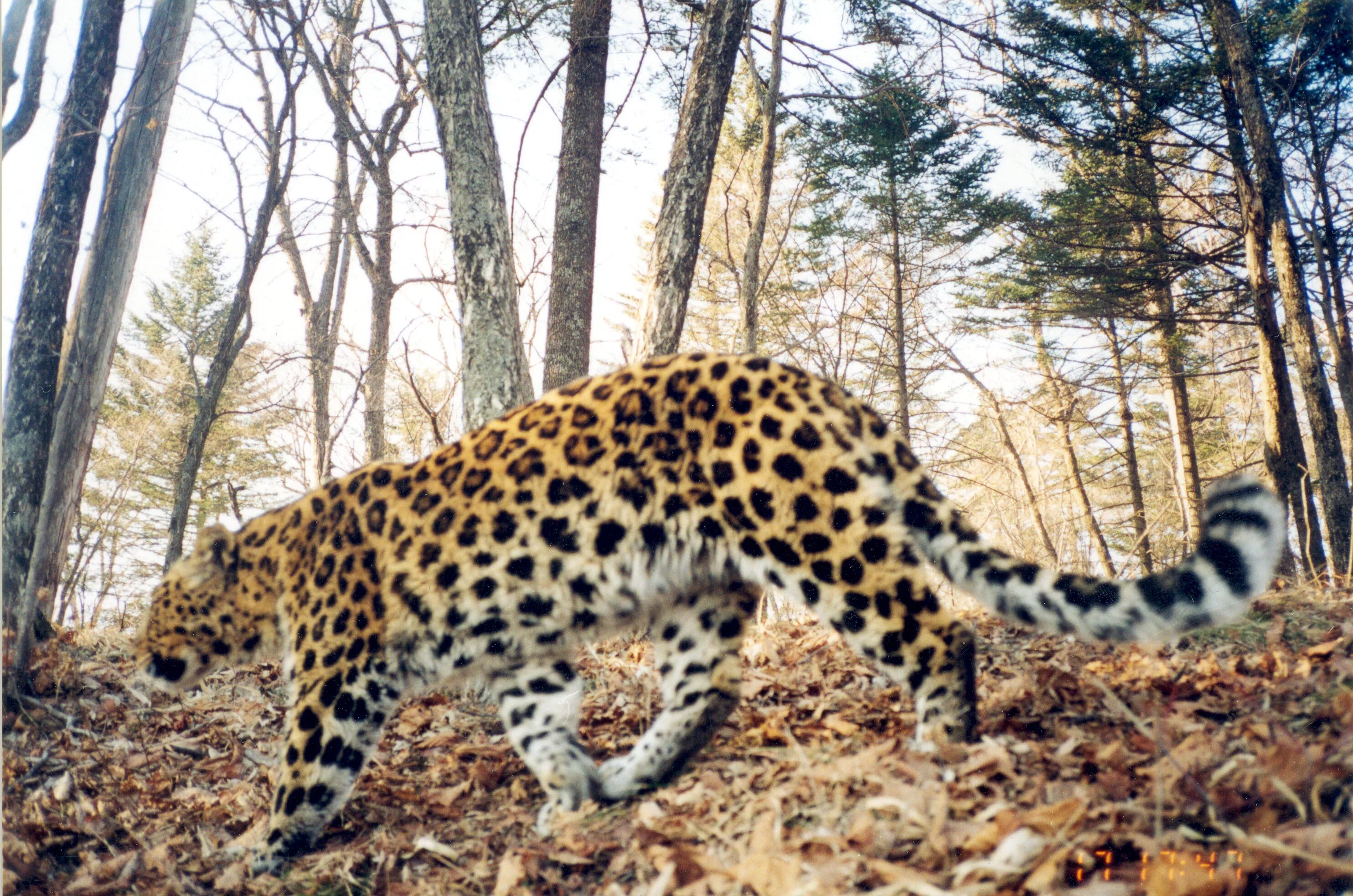 Популяция амурского леопарда. Леопард альбинос. Дальневосточный леопард (амурский леопард). Леопард в африке. Переднеазиатский леопард (кавказский барс).