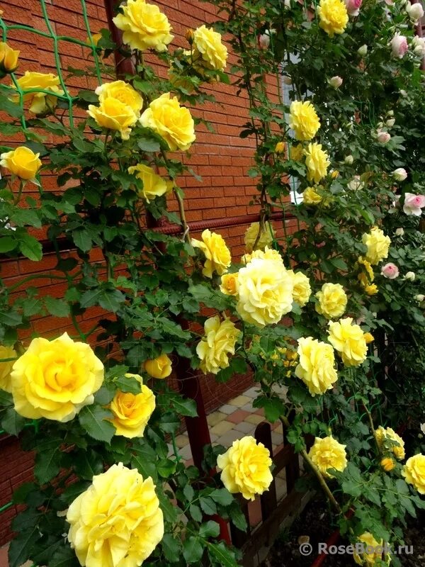 Rose Rimosa abundant flowering, bright yellow paint, large flowers and a light s