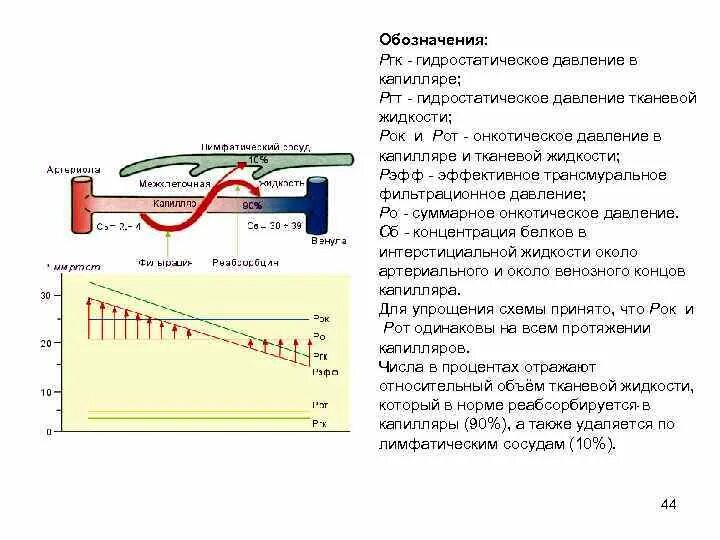 Как изменяется давление в капиллярах. Гидростатическое давление крови это физиология. гидростатическое давление в капиллярах. гидростатическое давление и онкотическое давление. онкотическое давление тканевой жидкости.