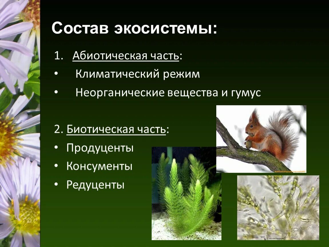 Абиотическое сообщество. Состав экосистемы. Экосистема абиотические и биотические. Абиотическая часть экосистемы. Абиотический компонент экосистемы это.