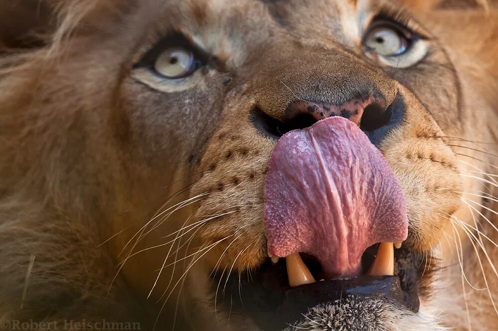 Самое говорящее животное. Лев с высунутым языком. Лев облизывается. Животные с языком. Животные Облизываются.