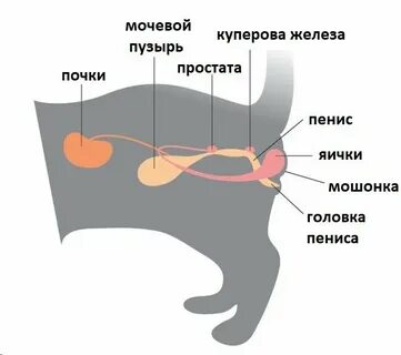 Половая система кота