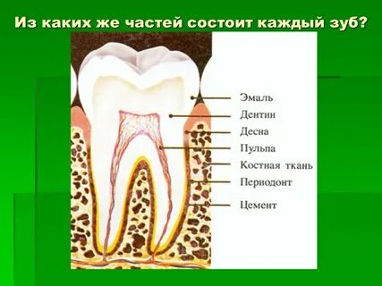 Костная эмаль