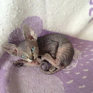 Котята сфинксы недорого