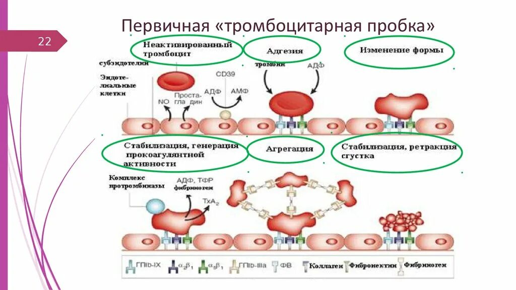 Тромбоцитах делают операцию. Тромбоцитарный механизм гемостаза. Механизм тромбоцитарно-сосудистого гемостаза. Механизм формирования тромбоцитарной пробки. Физиология первичного (сосудисто-тромбоцитарного) гемостаза.