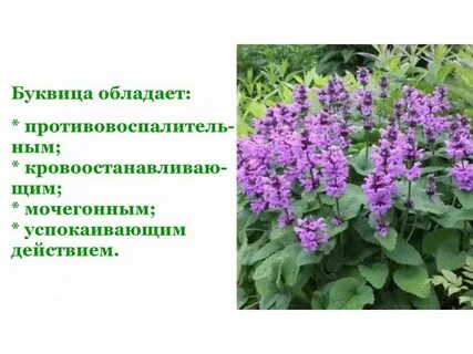 Буквица крупноцветковая описание