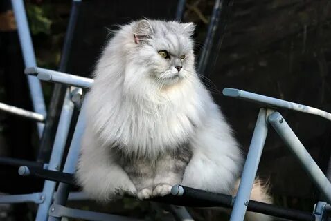 Персидского энгельс