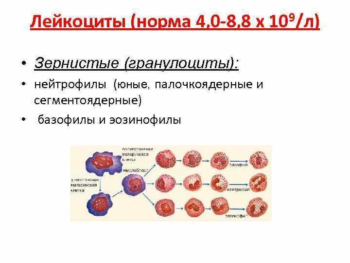 Лейкоциты норма мужчины 40 лет. Норма лейкоцитов в крови. Лейкоциты в крови 8 это норма. Лейкоциты 4.0. Палочкоядерные лейкоциты в крови норма у женщин.