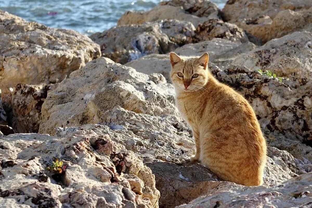 Движение первых кот. Кошки острова Кергелен. Эгейская кошка. Кот в Греции. Остров кошек в Греции.