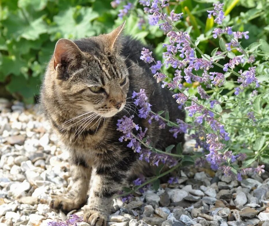 Сколько давать кошачью мяту. Котовник кошачий. Котовник Кошачья мята. Котовник кошачий (мята Кошачья). Кошачья мята (котовник) (Nepeta cataria).