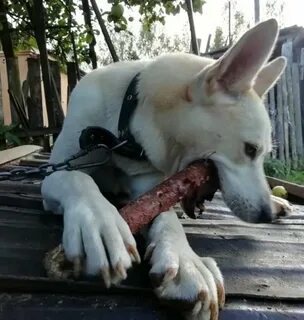 Знакомьтесь пес