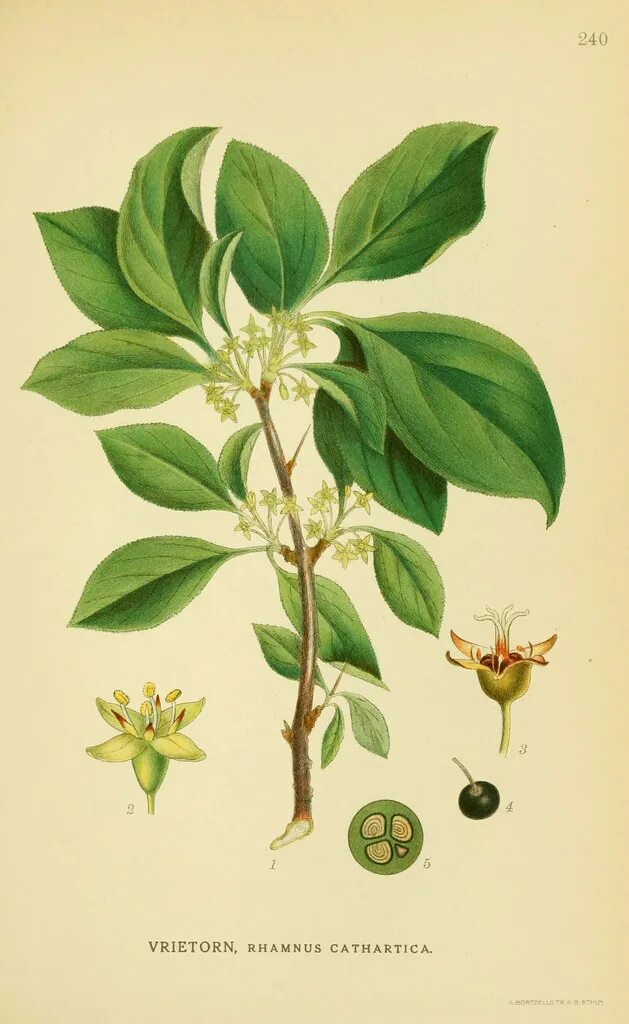 Крушина слабительная (Rhamnus cathartica). Жостер слабительный (Rhamnus cathartica) дерево. Жостер слабительный (Крушина слабительная). Крушина слабительная (жостер) - плоды.