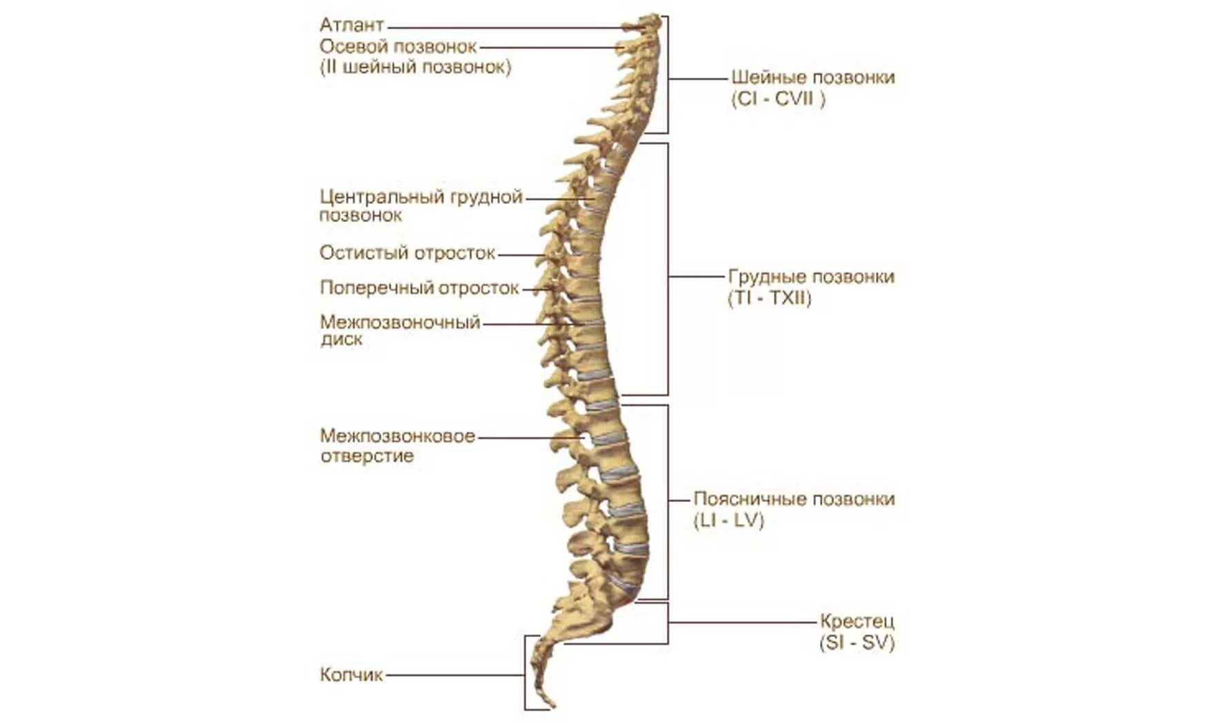 Верную последовательность расположения отделов позвоночника. Позвонок строение на скелет. Позвоночник строение анатомия грудной отдел позвоночника. Грудной отдел позвоночника спереди.