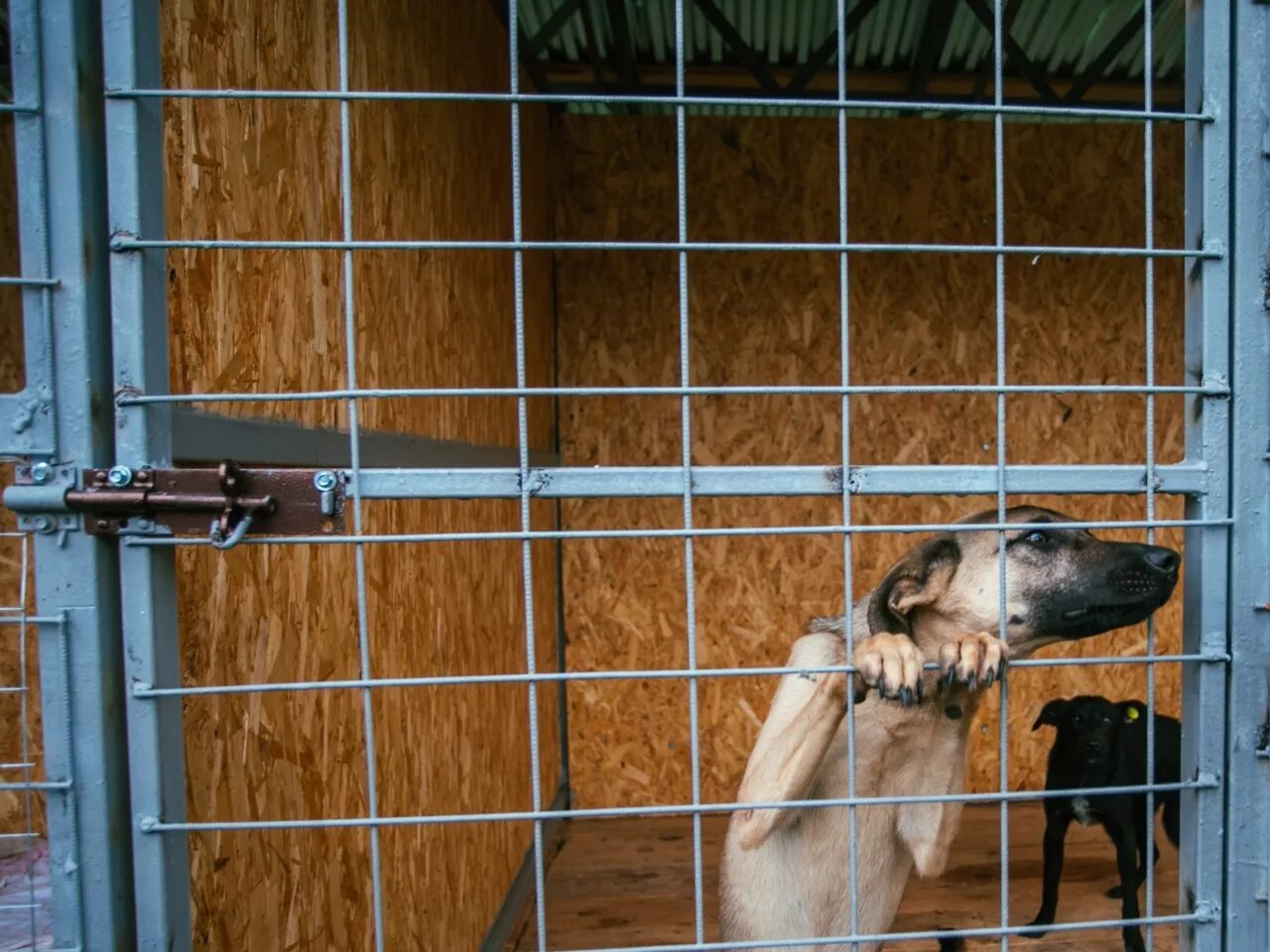 Курск приют для кошек. Курск приют для кошек. Курск приют для кошек. Курский приют для собак. Курск приют для кошек.