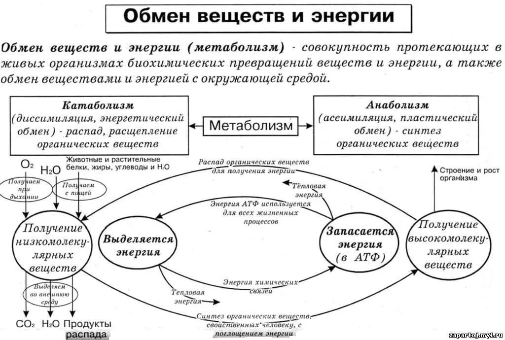 Обменные процессы в организме. Общие свойства живых организмов обмен веществ. Обмен веществ и энергии в организме энергетический обмен. Типы обмена веществ внешний и промежуточный. Схема обмена веществ и энергии в организме человека.
