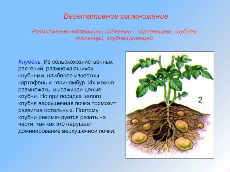 Клубень картофеля и ус садовой земляники. Топинамбур размножение клубнями. Вегетативное размножение топинамбура. Топинамбур корневище клубень луковица. Картофель размножается корневыми клубнями.