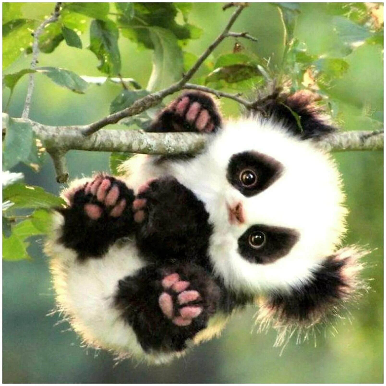 Милые животные. Милые пандочки. Забавные панды. Милая Панда. Картинка милой панды