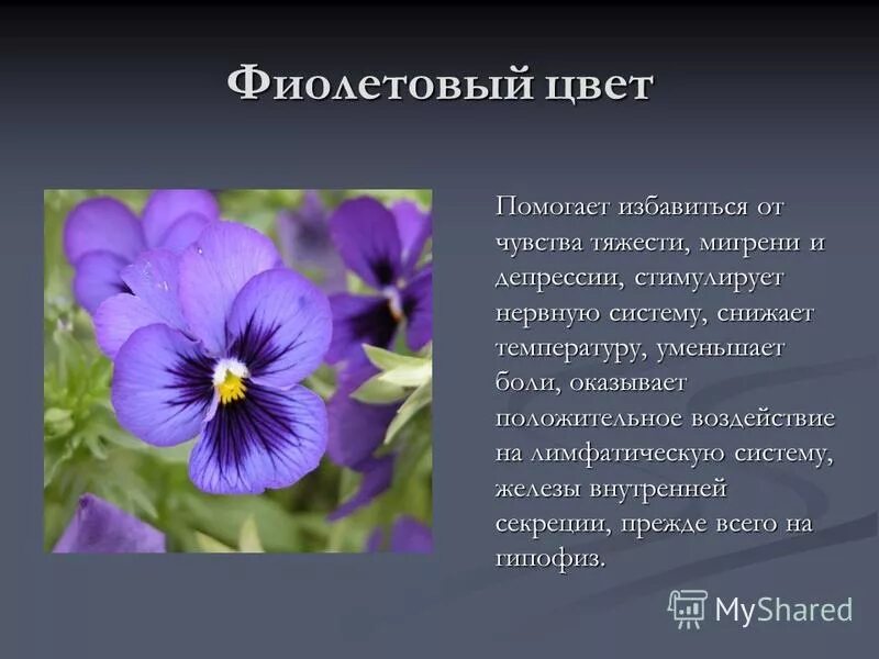 Какие люди любят фиолетовый. Фиолетовый цвет цвет депрессии. фиолетовый цвет в психологии. фиолетовый цвет вызывает депрессию. кто любит фиолетовый цвет.