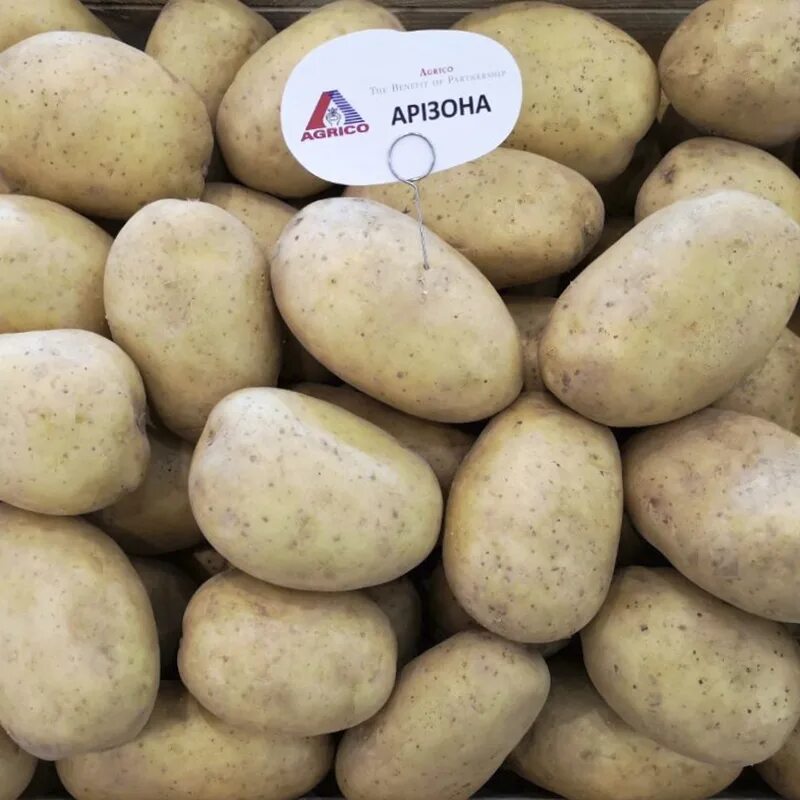 Купить картофель в ленинградской области. Семена картофеля Аризона. Семенной картофель Аризона. Картофель семенной Мираж. Сорт картофеля Мираж.