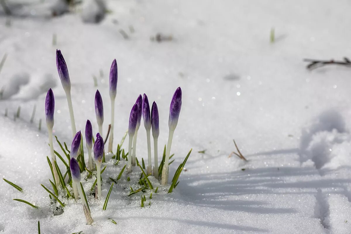 Цветы в снегу. Цветы из под снега. Первые цветы.