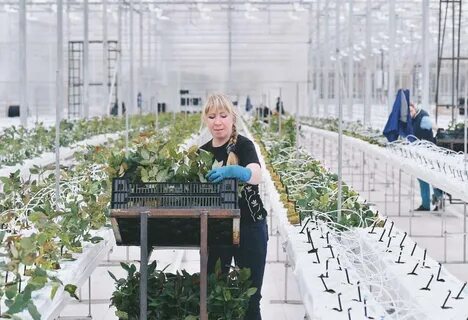Цветы на культуре