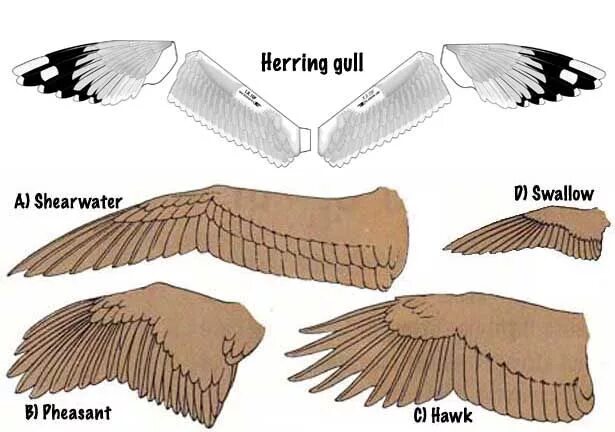 Типы крыльев у птиц. Форма крыла птицы. Разновидности крыльев. Разные формы крыльев у птиц. Крыло птицы строение.