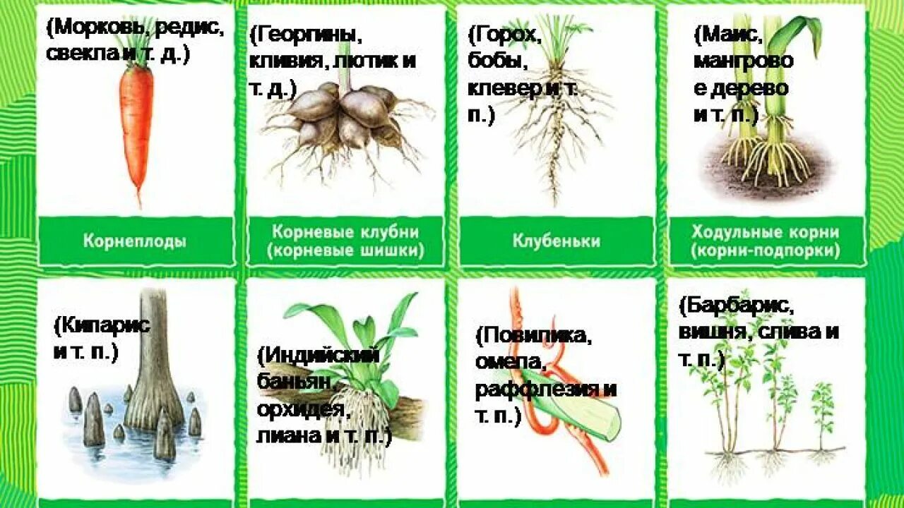 Таблица видоизменение функции примеры растений