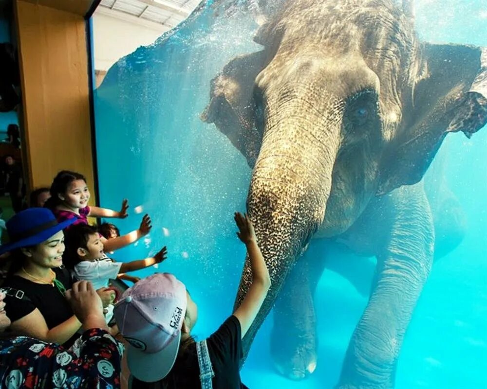 Elephant swim. Зоопарк в Паттайе Кхао. Слоны в Тайланде в зоопарке. Слон под водой. Слон плывет.