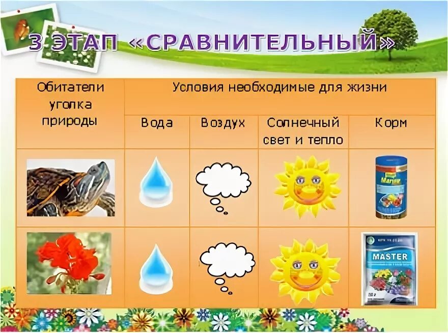 Условия необходимые для жизни растений. Потребности растений и животных. Потребности растений и животных. Термопериодизм растений. Потребности растений и животных.