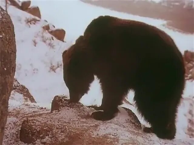 Медвежья шкура фильм 2009. Афиша. Продается медвежья. Продается медвежья шкура 1980. Продается медвежья шкура фильм 1980.