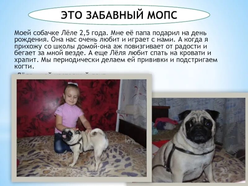 Про домашнего животного собаки