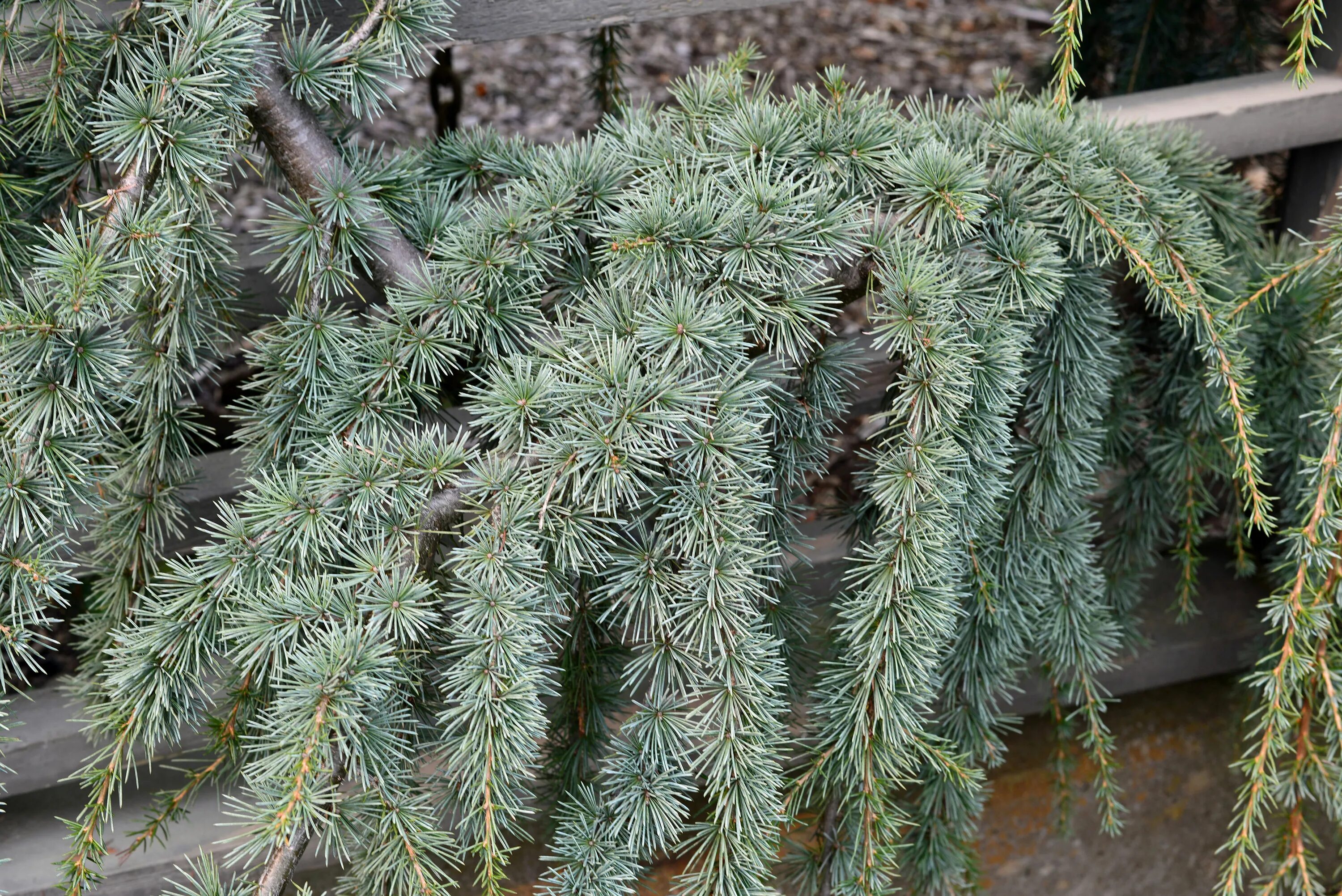 Голубой атласский кедр. Cedrus atlantica glauca. Кедр атласский глаука. Cedrus atlantica glauca pendula. Кедр ливанский атлантика глаука пендула.