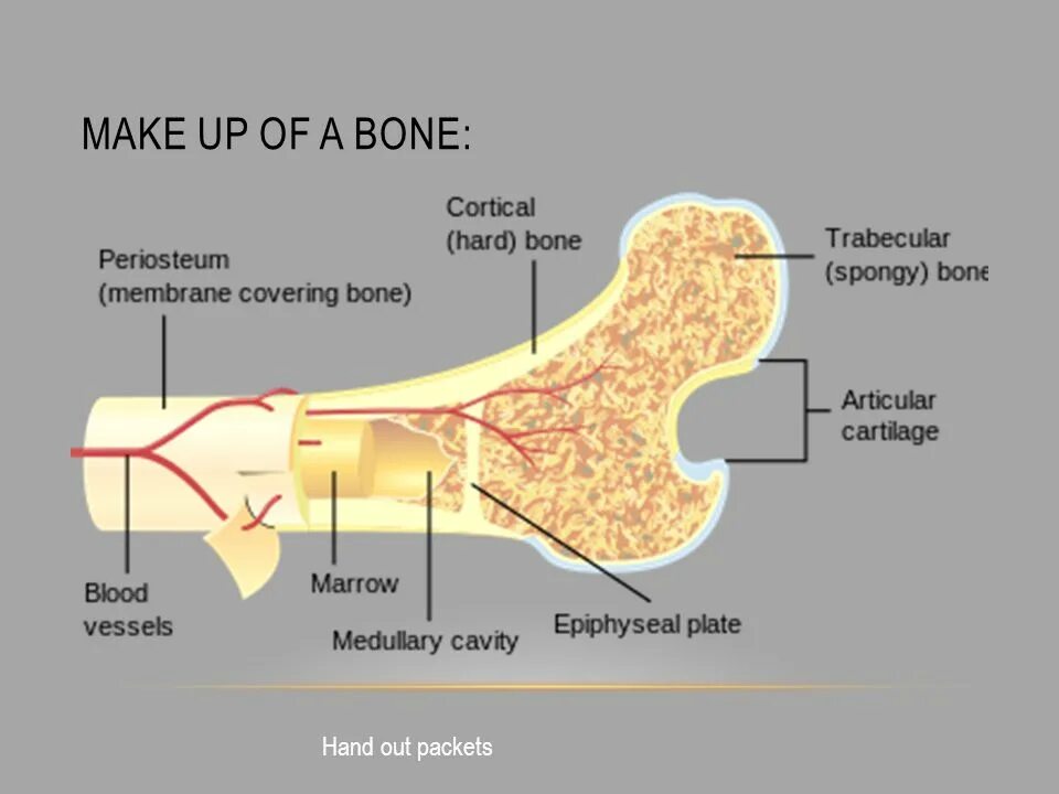 Кортикал кости. What is Compact Bone. Bone Cells. Young's Module of the cortical Bone. Bone bone играть