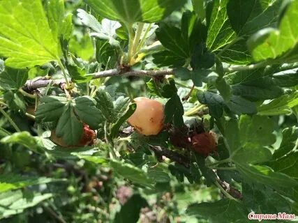 На крыжовнике ягоды краснеют и опадают