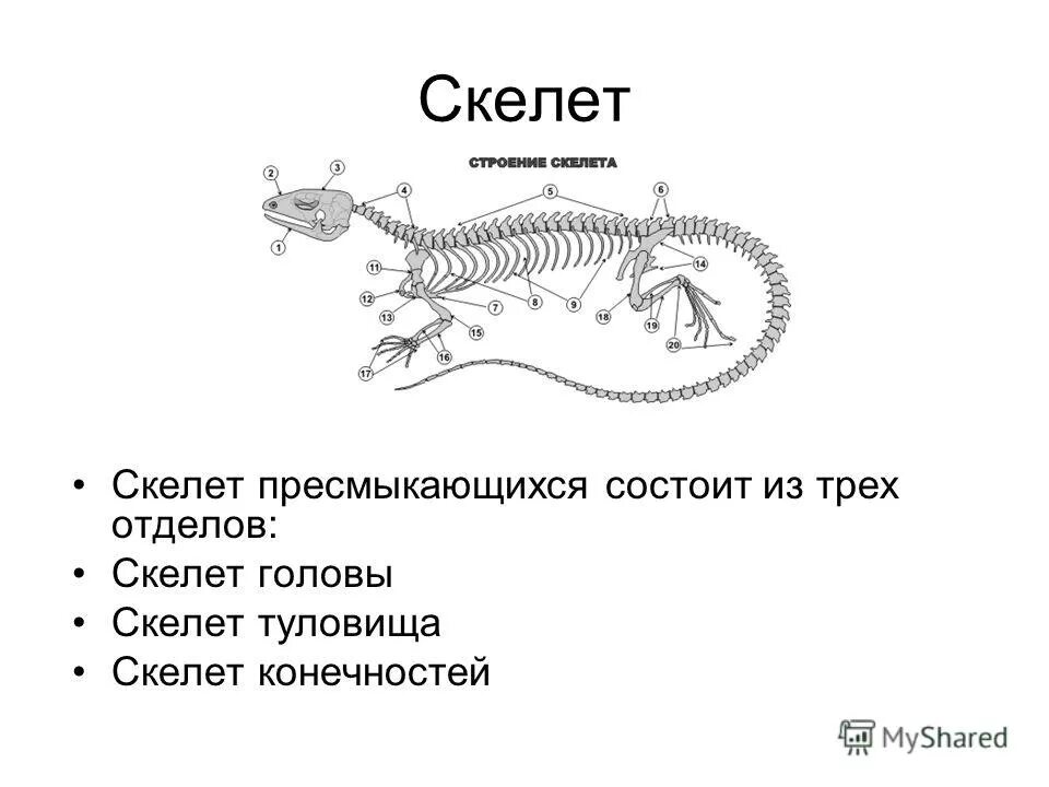 Класс рептилии скелет