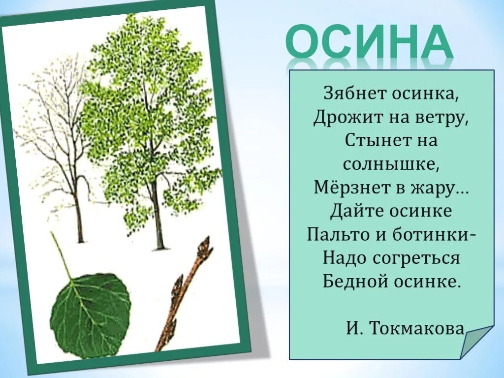 Осина. Стих Осинка. Осина дерево описание. Стихи про деревья для детей. Как появилась поговорка дрожит как осиновый лист