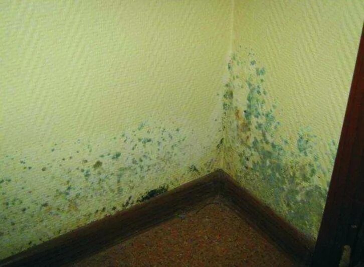 Create a Healthy Home: Clean up the Mold House mold, Molding, Home inspection