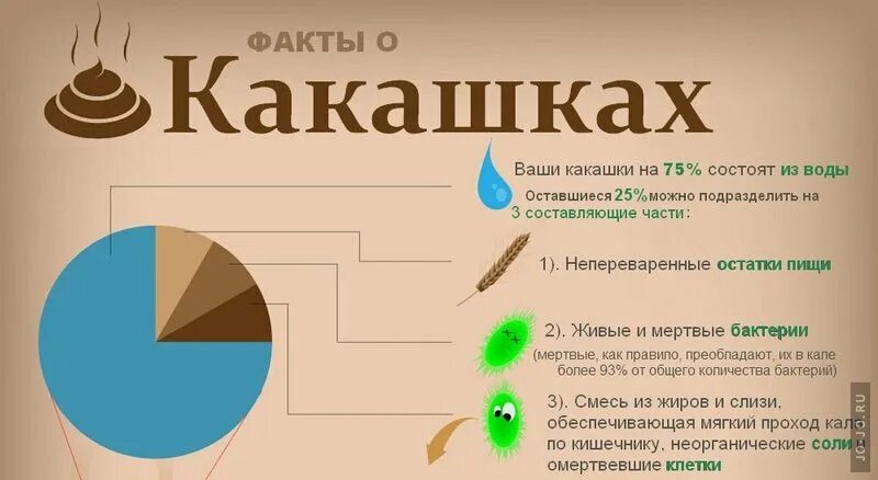 Сколько фекалий