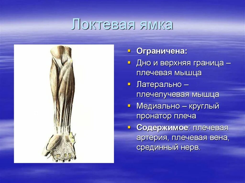 Локтевая ямка топографическая анатомия. Локтевая ямка топографическая анатомия. Локтевая ямка топографическая анатомия. Послойная топография задней локтевой области. Локтевая ямка топография содержимое.