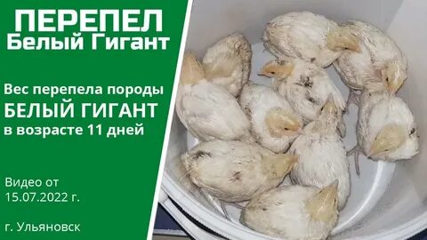 Перепела гиганты