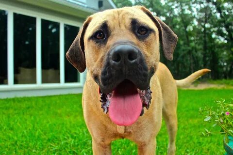 Dog but