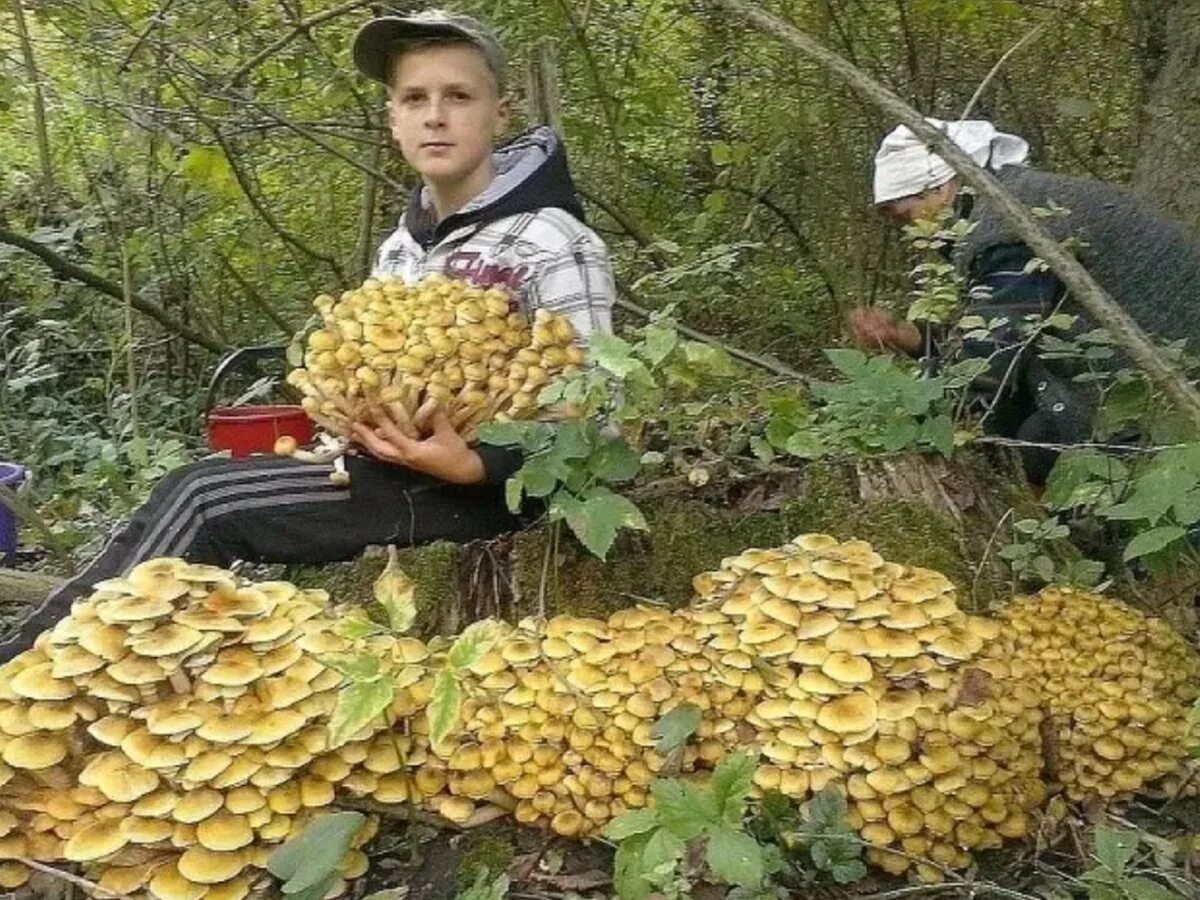 Много грибов. Урожай грибов. Много опят в лесу. Много грибов в лесу.