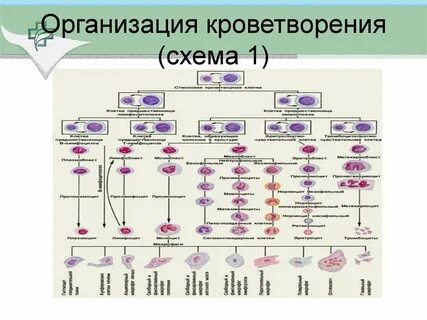 Кроветворение это