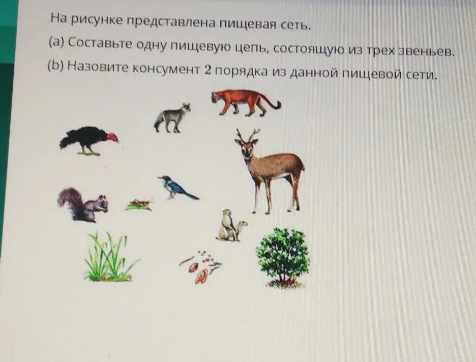 Выпадение одного звена из цепи питания. Пищевая цепочка состоящая из 5 звеньев. Пищевая цепочка из 3 звеньев. Пищевая цепь из 3 звеньев. Пищевая цепь из трех звеньев.