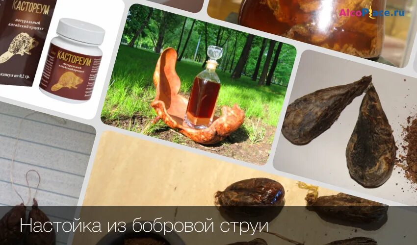 Как правильно настоять бобровую струю
