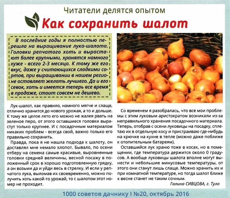 Лук шалот когда сажать. Лук-шалот. лук-шалот выращивание. как растет лук шалот. лук шалот сладкий.