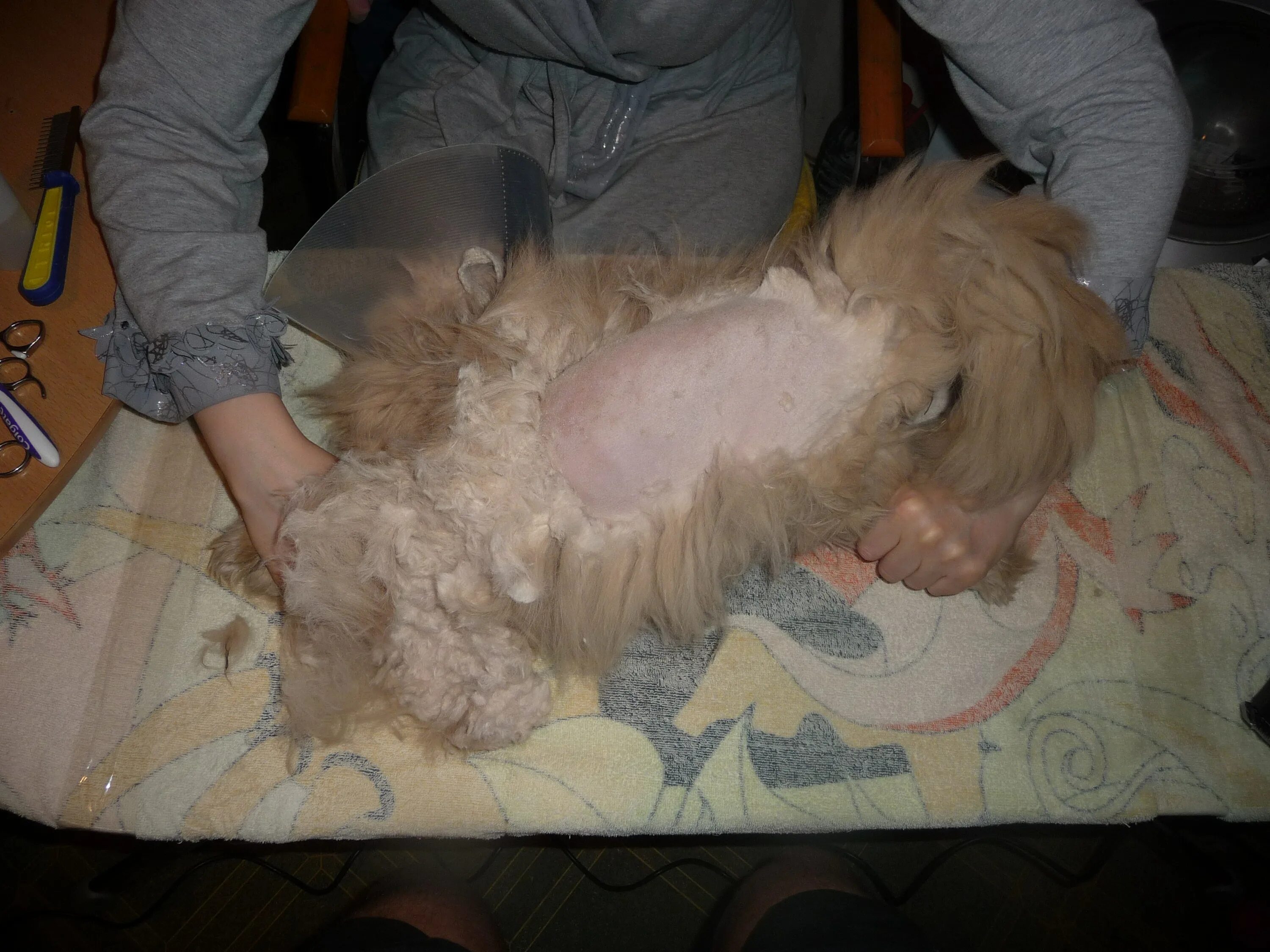 Вычесывание колтунов у кошек. Подстричь колтуны. Подстричь колтуны. Машинка для стрижки колтунов у кошек. Мальтийская болонка в колтунах.