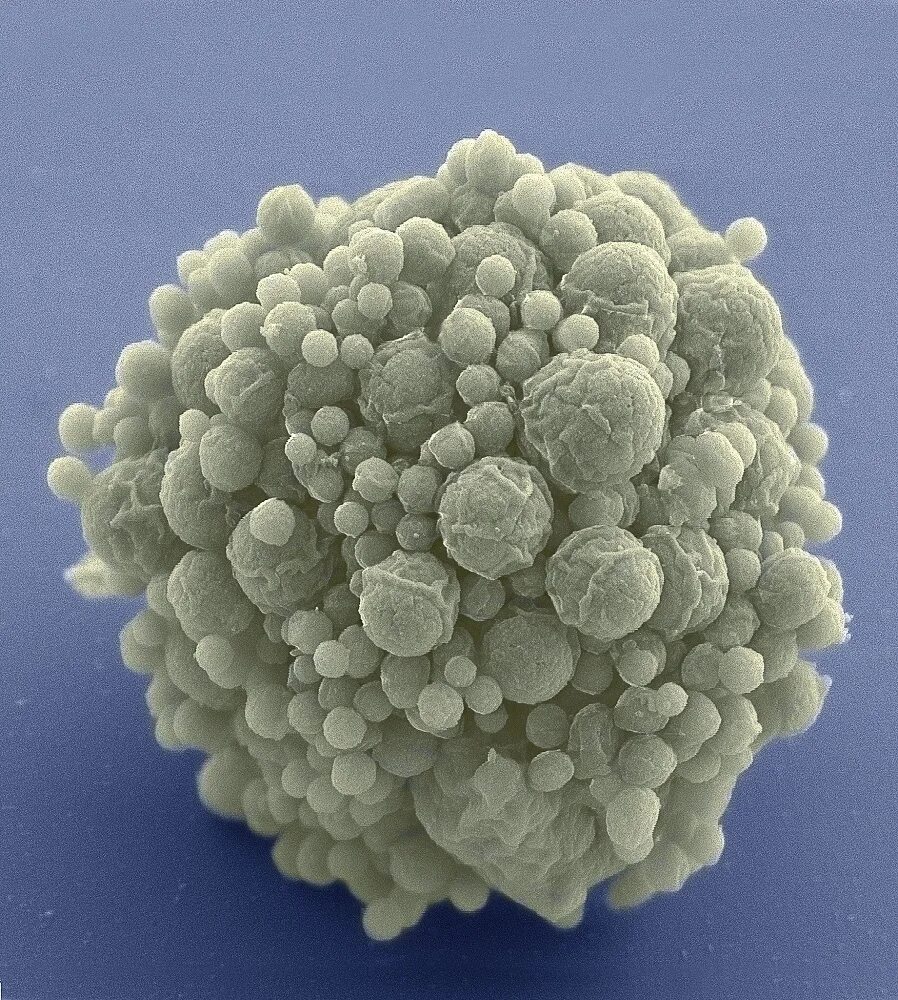 Mycoplasma laboratorium синтия. Искусственные бактерии. Искусственный микроорганизм. Синтетический геном бактерии. Синтетическая бактерия синтия.