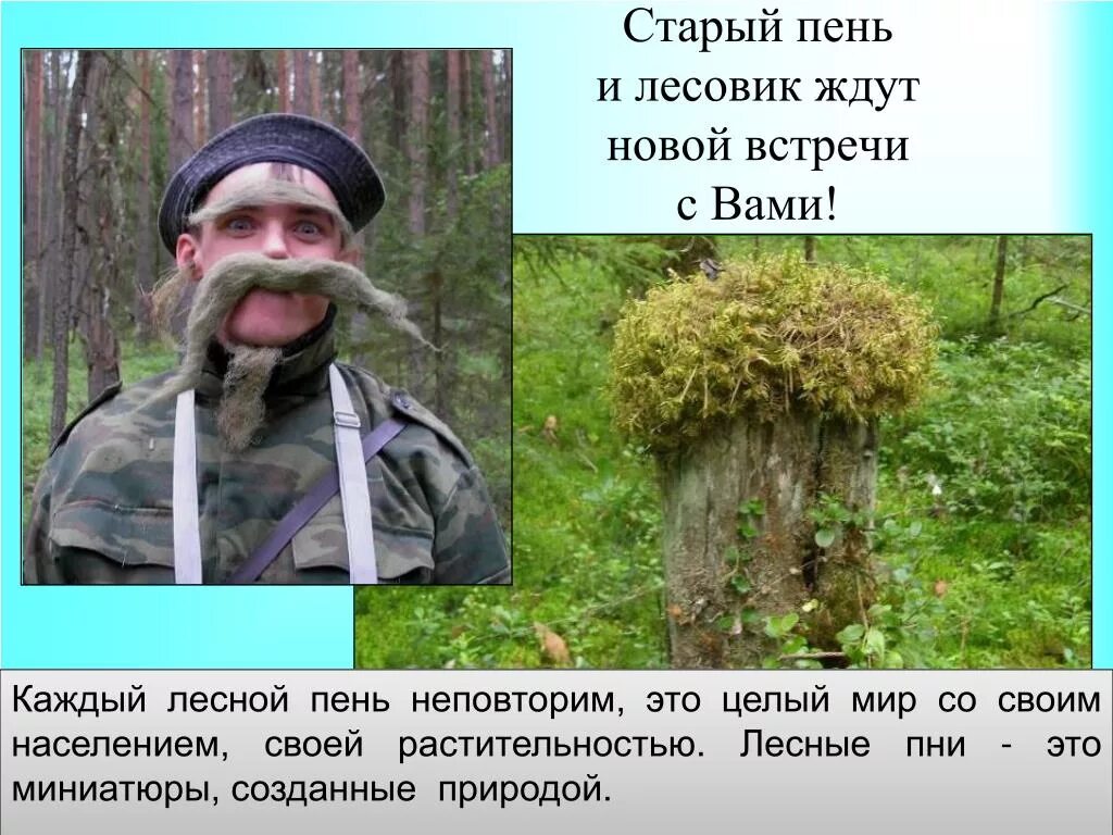 Мастерская старый пень. Игра старый пень. Старый пень. Старый пень. Игра старый пень.