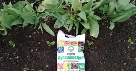 Подкормка тюльпанов весной